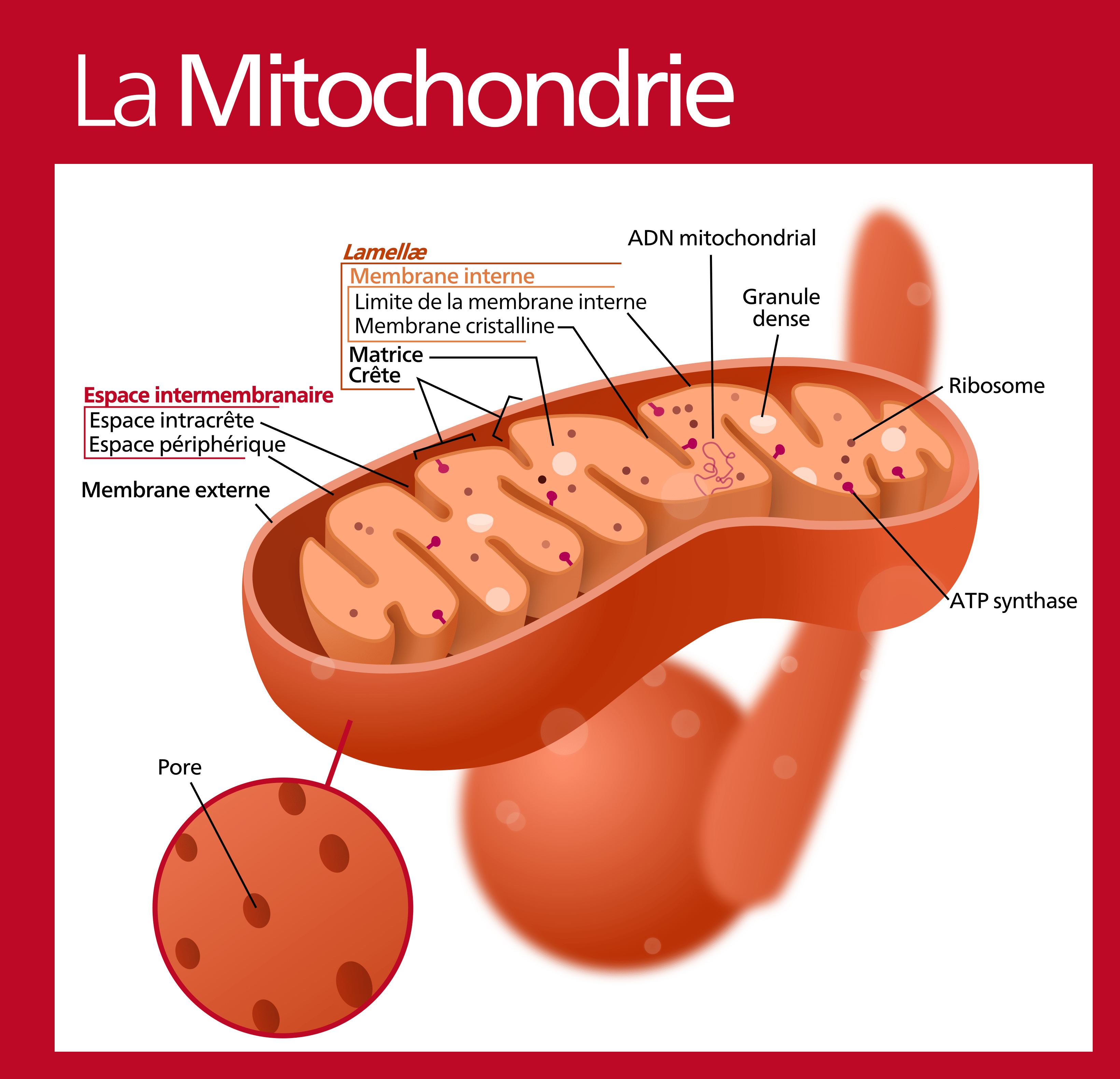 schéma de la mitochondrie