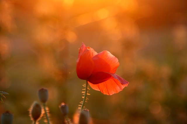 Image représentant une fleur lors d'un couché de soleil